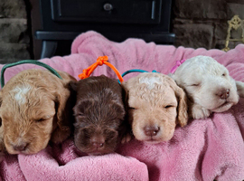 Beautiful Cockapoo Puppies For Sale