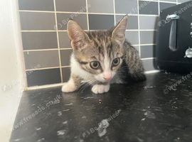 3 months old kittens