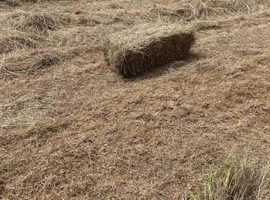 chemical free small hay bales