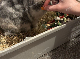 Rabbit for sale