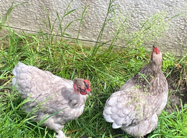 2 hens and rooster chicken