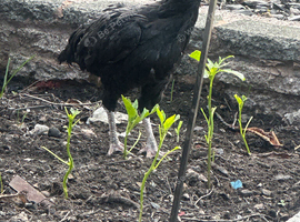 2 adult hens and 1 male