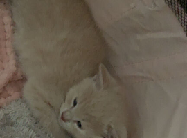 Beige kitten