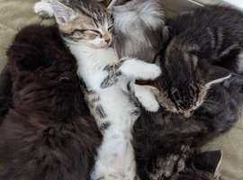 4 kittens for sale