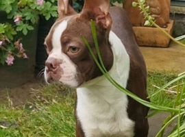 Red Boston Terrier Stud