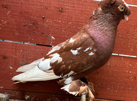 Fancy pigeon for sale