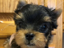 Yorkshire terrier puppies