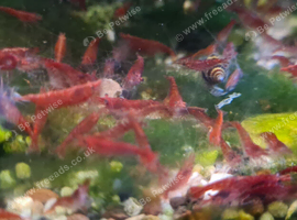 Cherry shrimp