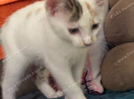 Female kitten