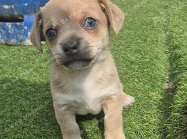 Chihuahua x jack
