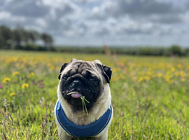 KC Registered Pug, 3 Years Old, Loving Home Needed