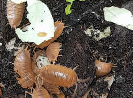 Various woodlice for sale,