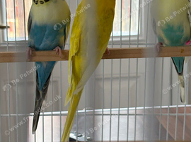 Male adult budgie WANTED