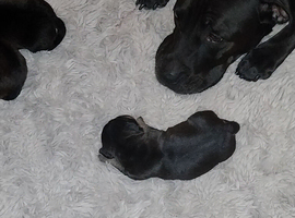 6 pups left