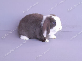 Mini lop rabbit ready now