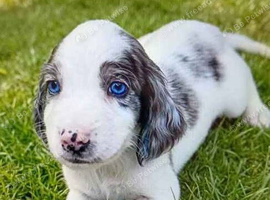 Beautiful cocker spaniels for sale