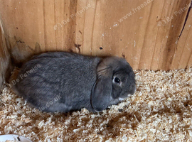 Mini lop Buck Blue opal