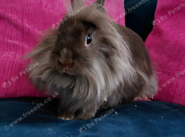 Lionhead rabbits