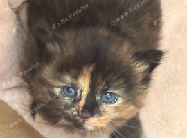 Beautiful kittens mixed breed