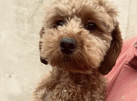 Two Stunning DNA hereditary clear RED Cavapoo female puppies 7 months old