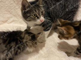 Beautiful Fluffy Kittens *READY NOW*