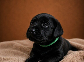 Exceptional Labrador retriever puppies