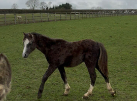 Welsh B yearling colt
