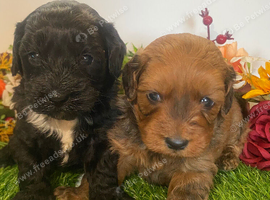 Toy cavapoo puppies