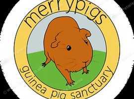 Rescue space for Guinea pigs available
