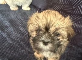 Shih Tzu puppies 3 boys