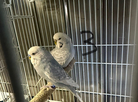 Grey Budgies breeding pair for sale