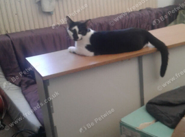 Cats need homes. Two male six month old cats