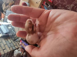 Syrian hamsters for sale