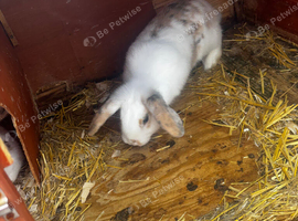 mini lop
