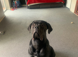 7 month cane corso