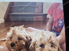 Cockapoo puppies