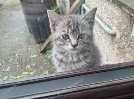 Kitten