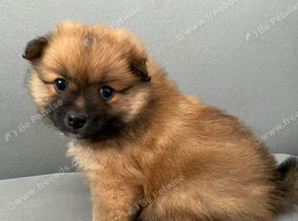 Pomeranian puppies for sale