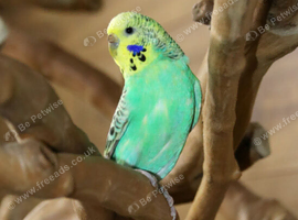 Budgies Pairs available &pound;65 a pair,2