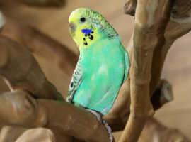 Budgies Pairs available,22
