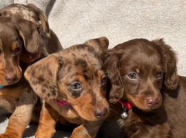 Miniature dachshund puppies
