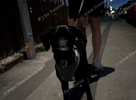 Beautiful 6 month old Labrador/Dalmatian