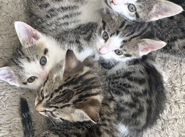 Tabby kittens