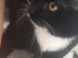Tuxedo cat half maincoon