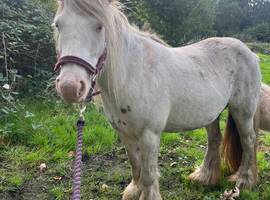 Quiet Cob mare