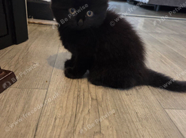 Kittens