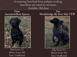 KC registered health tested Labrador puppies