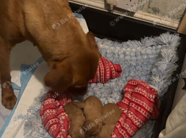 Fox red pups