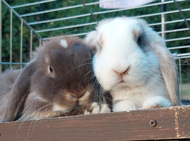 Rehoming 2 mini lops male and female