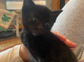 Male & female kittens
